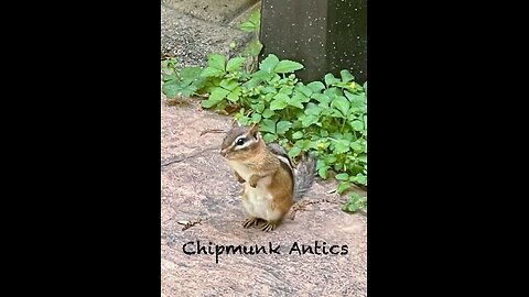 Fascinating to Watch a Curious Chipmunk Escape Artist: a Surprising Backyard Encounter