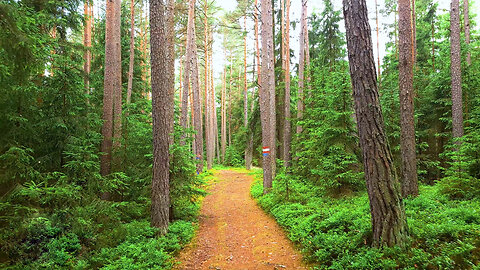 To The Baby Waterfall - Virtual Forest Walk ASMR