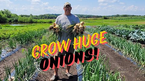 Growing Huge Onions