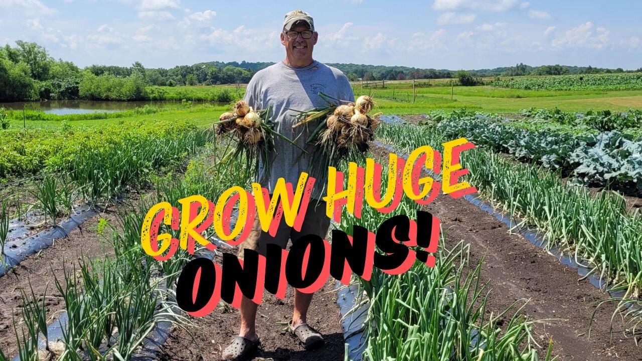 Growing Huge Onions