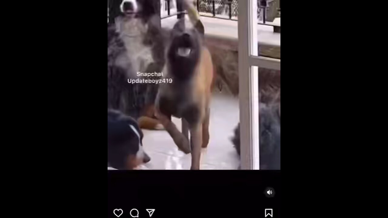 funny Dog