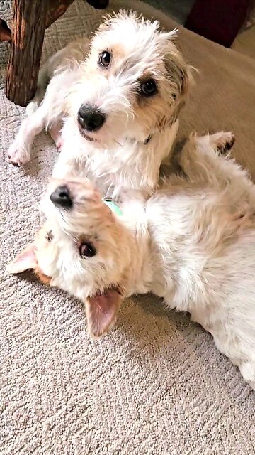 happy New Year kisses