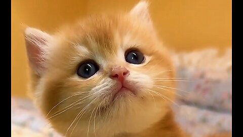 Cute baby kitten