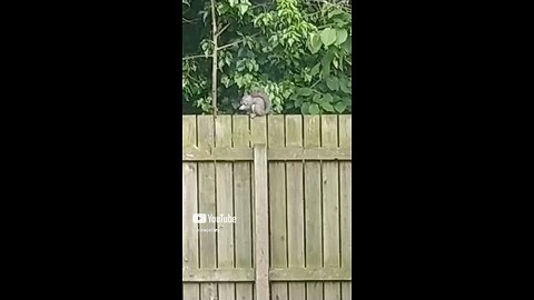 squirrel!