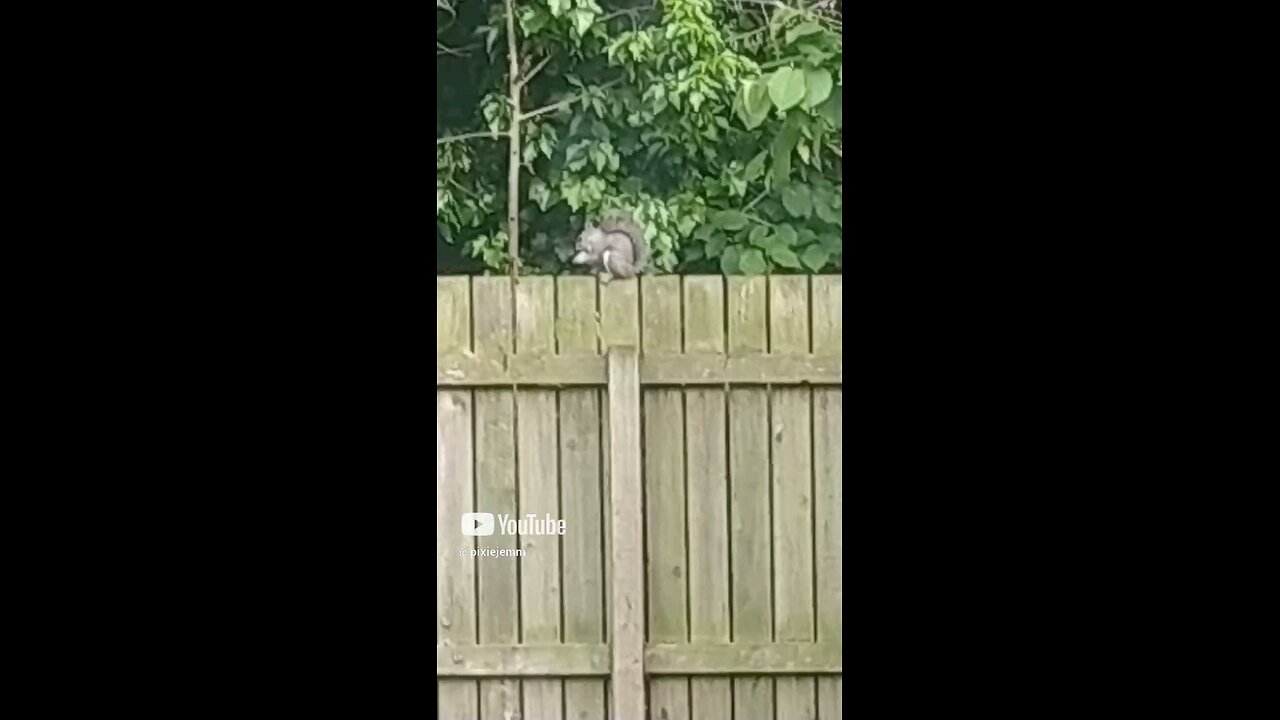 squirrel!