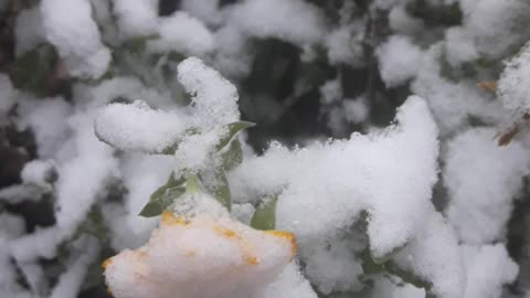 Chrysanthemums under snow