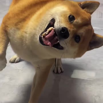 Dog imitates man, funny video 2025 skc.com 88