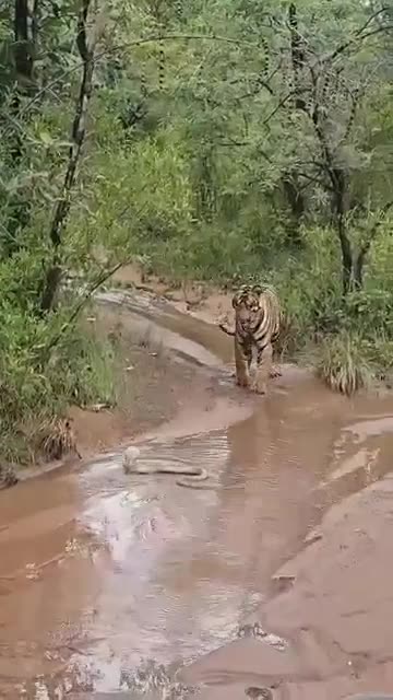 Tiger Vs King Cobra Snake
