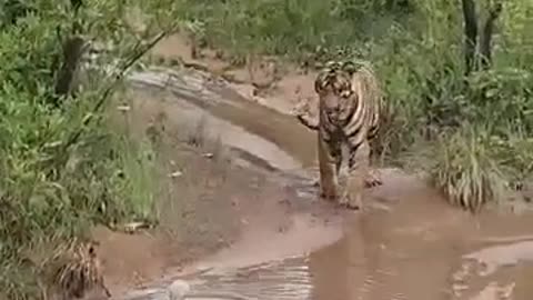 Tiger Vs King Cobra Snake