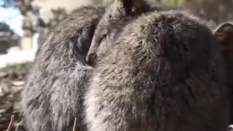 Quokkas