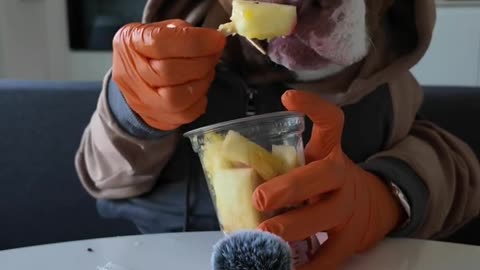 Bully Eats Fruit Salad with Human Hands