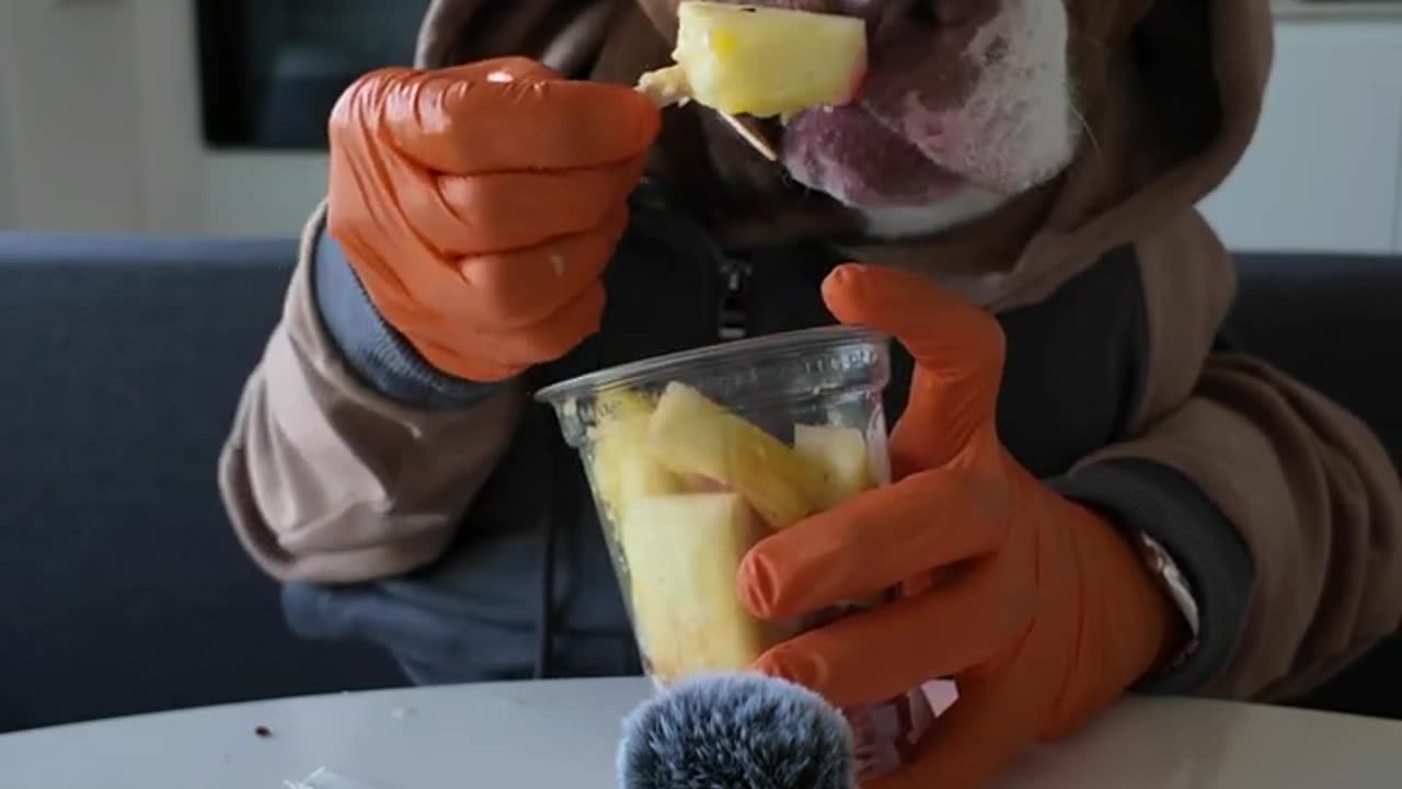 Bully Eats Fruit Salad with Human Hands