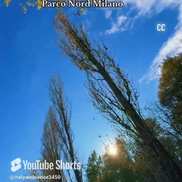 Beautiful Day- Parco Nord Milano. #beautifuldays #beautyofnature #naturelover #shorts