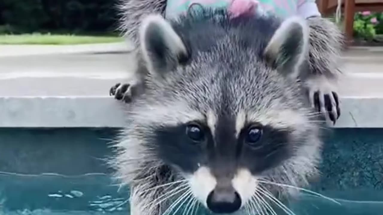 The raccoon has found a home