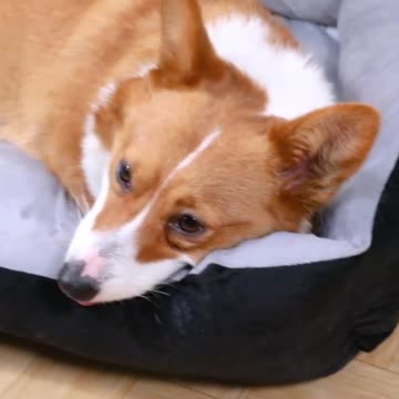 Comfy Pet Bed House With Square Cushion For Large Dogs And Cats