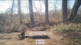 Emma's Animals 56 - The Script Has Been Flipped