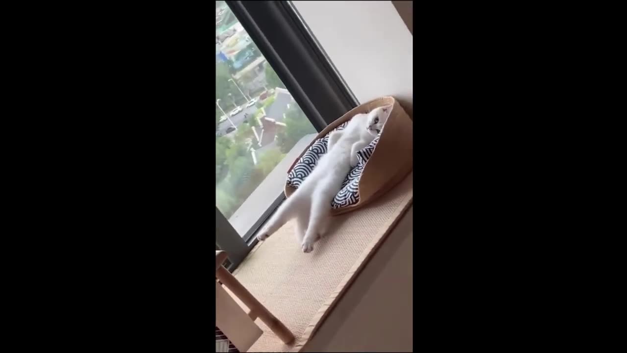 Funny cats video