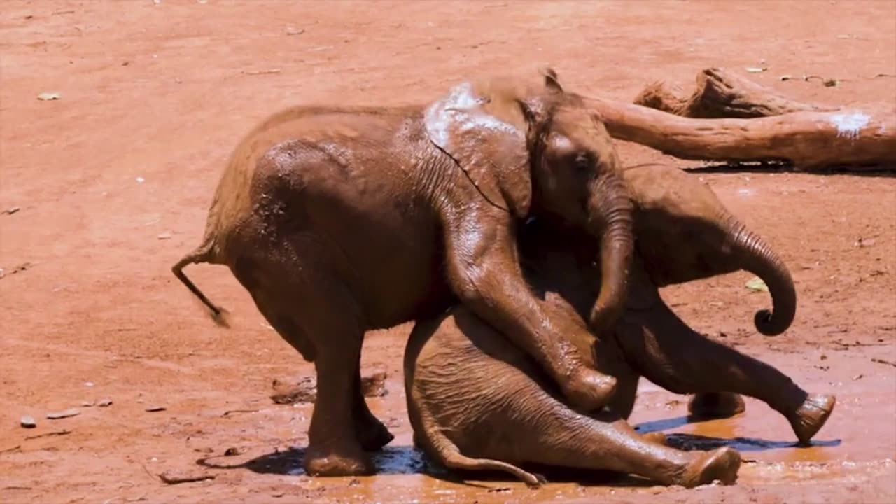 Lion's Play-by-Play Commentary on Elephant Ultimate Fighting Championship