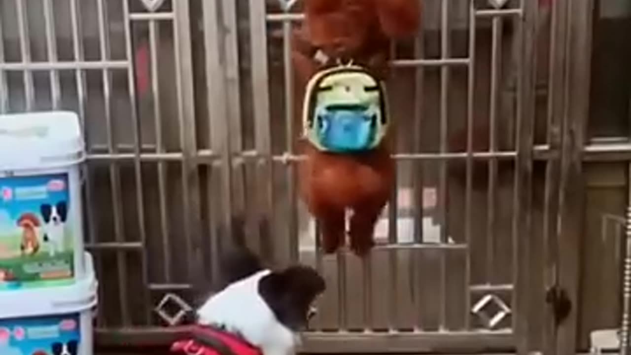 Funny Dog Video