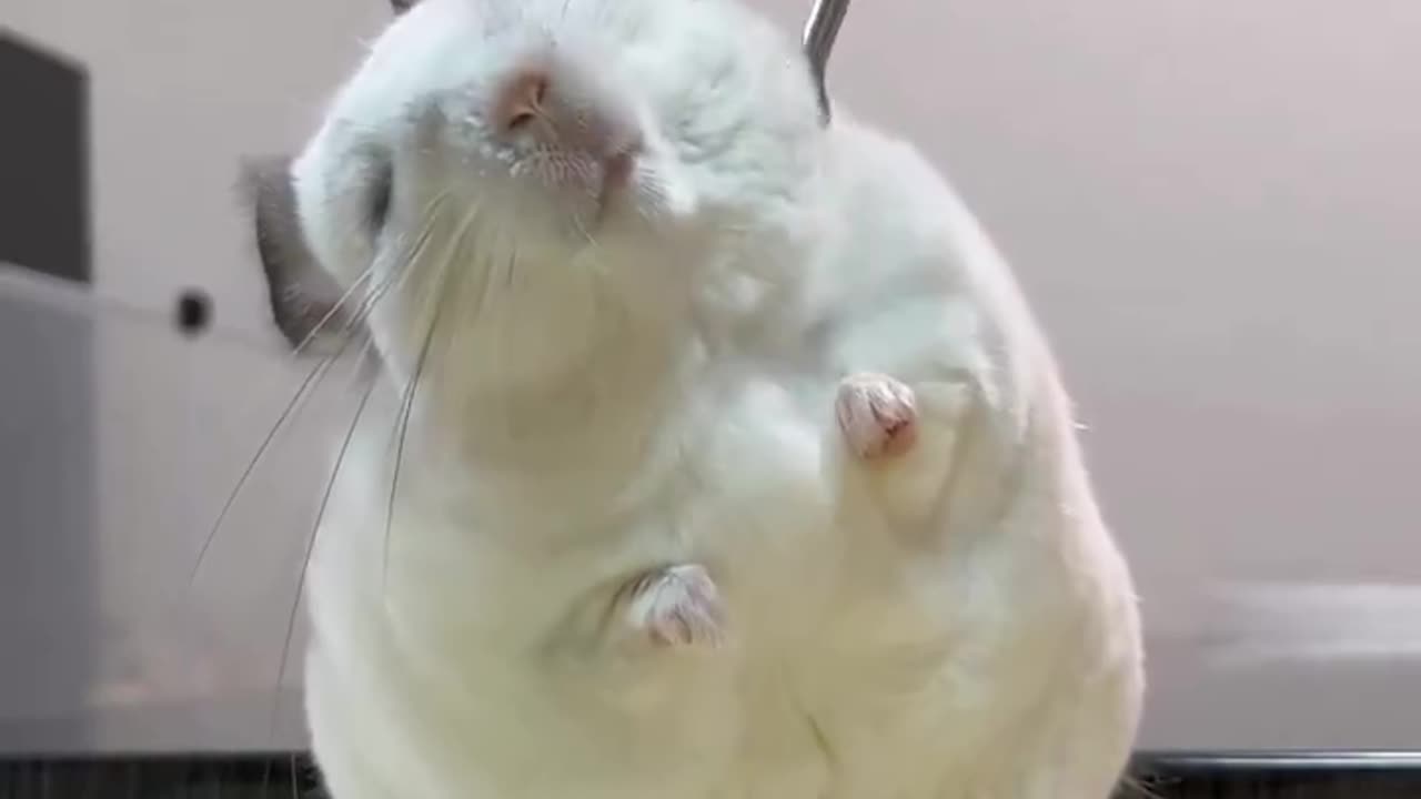 Oh he loves that lol