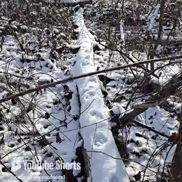 I will never understand Coyotes....