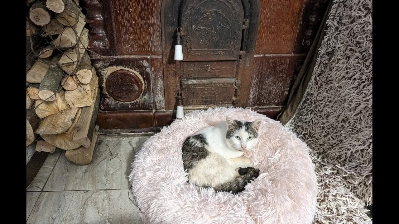 Furever Home - Romania Cat Rescue.hd