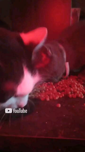 windigo iris and merry