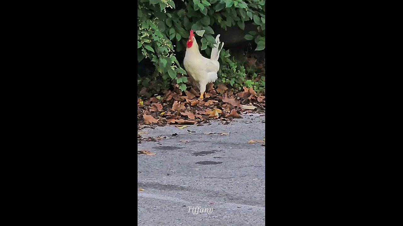 OMG, I saw this at the park