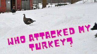 you wont BELIEVE what ATTACKED my TURKEYS!