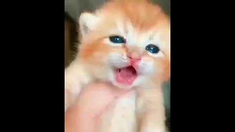 cute baby cats crying video