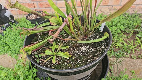 Why do my Venus fly traps always die?