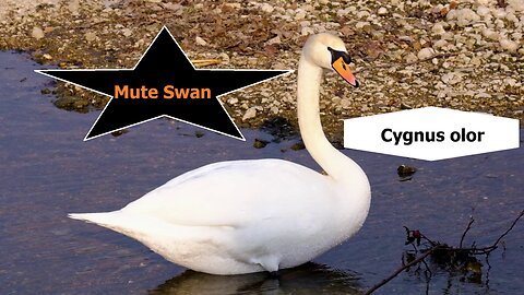 Mute Swan-Cygnus olor