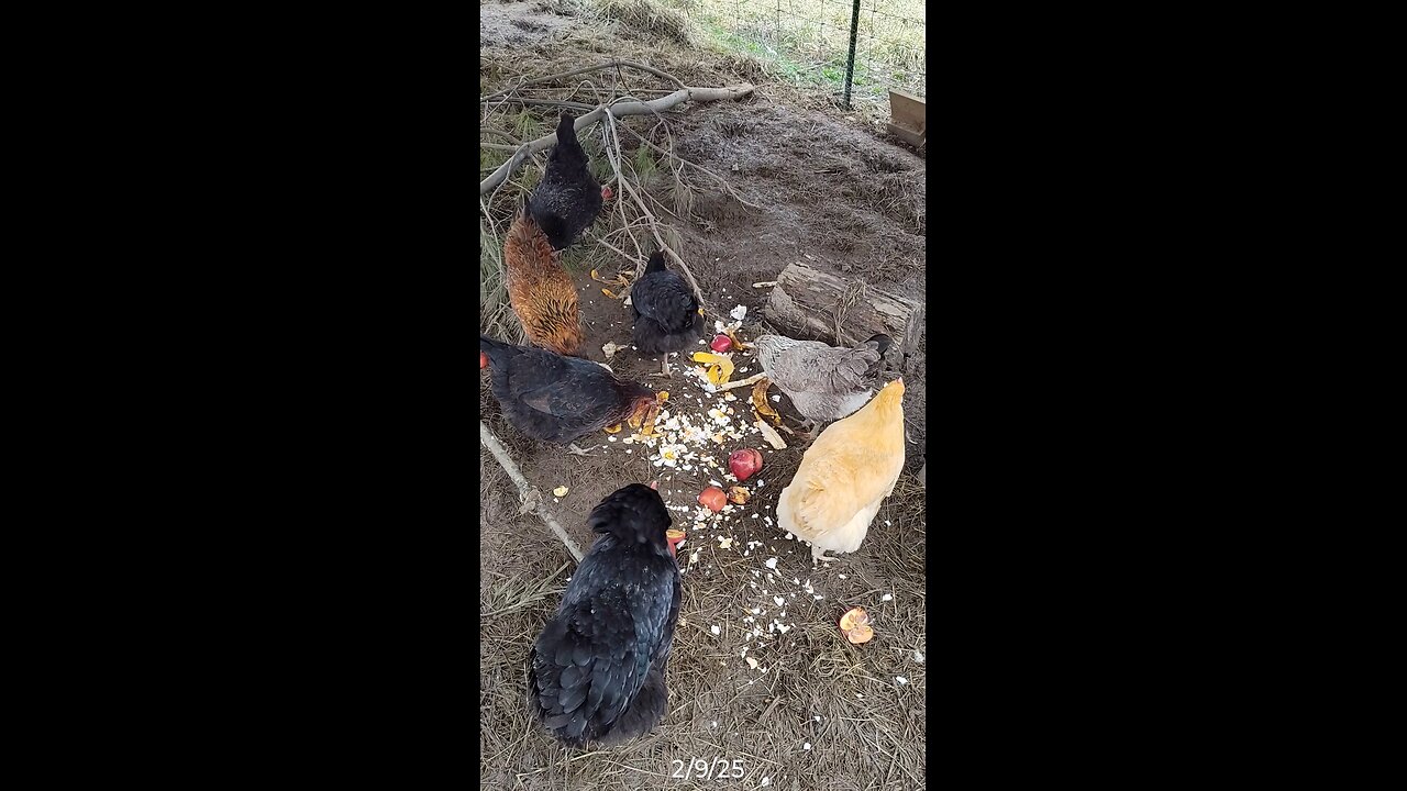 Food scraps!