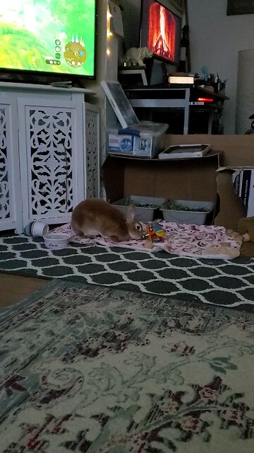 Playing with her toy