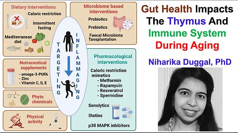 Gut Health Impacts The Thymus And Immune System During Aging: Niharika Duggal, PhD