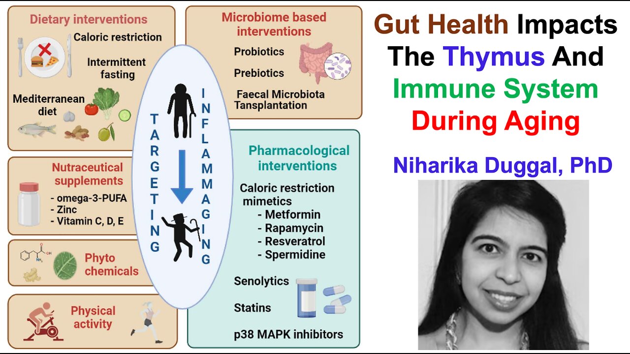 Gut Health Impacts The Thymus And Immune System During Aging: Niharika Duggal, PhD