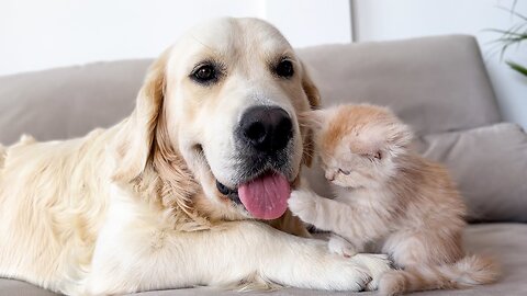 Tiny Kitten Next to a Golden Retriever as with its Mom [Cuteness Overload]!