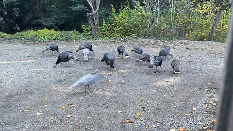 WILD TURKEYS FEEDING TIME🦃