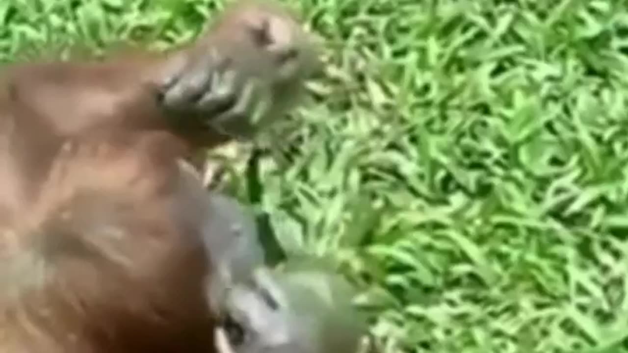 Orangutan Trying On Sunglasses
