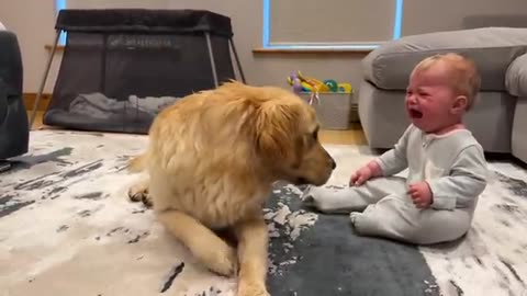 Golden Retriever Pup Makes Baby Cry But Says Sorry