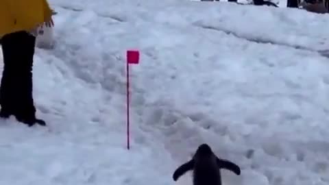 A polite penguin patiently waits 😘for humans to move out of the way