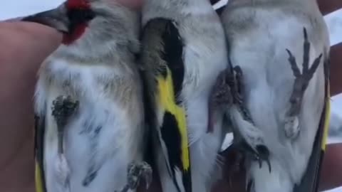 Goldfinch freedom video 2025