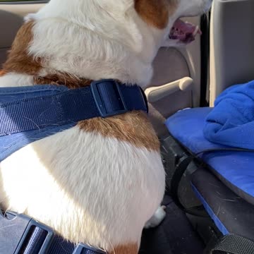 Sochi Going to the Vet