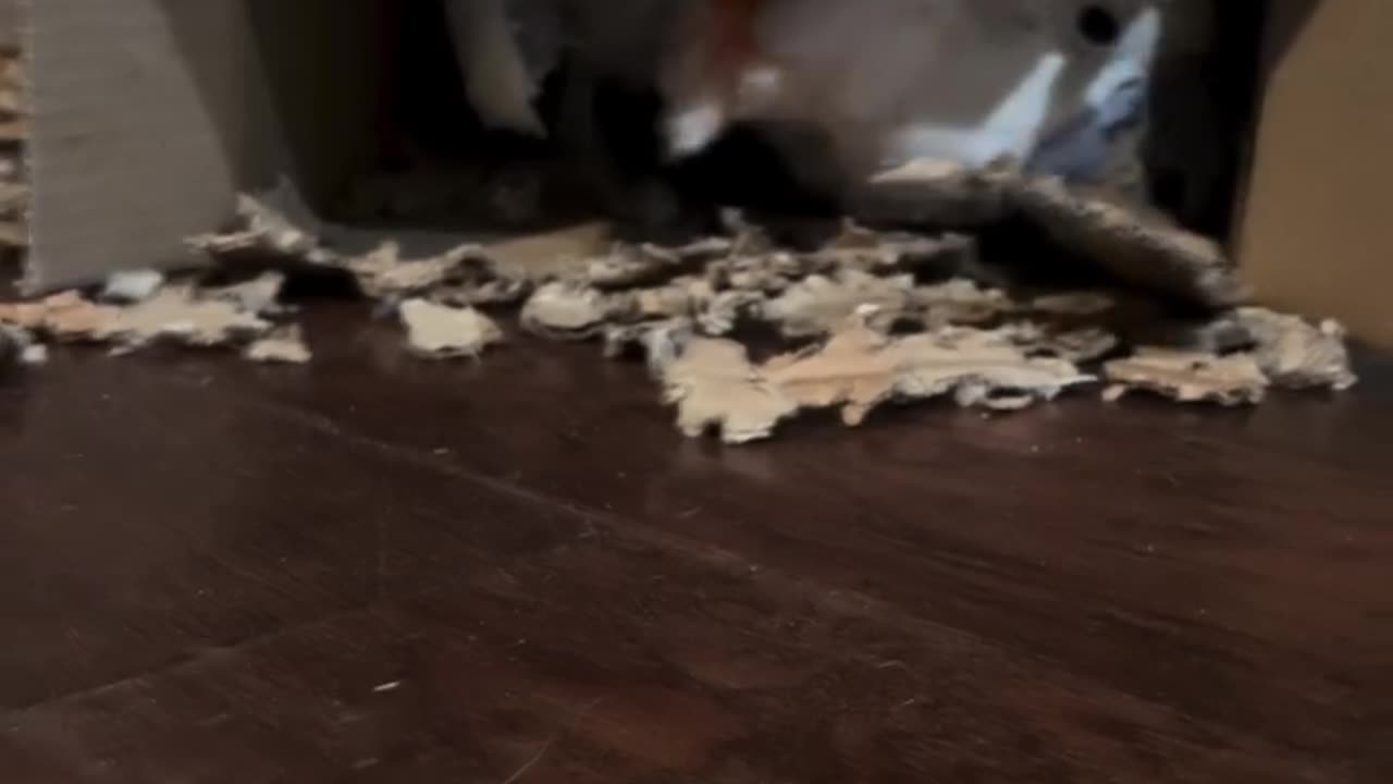 Parrot playing, parrot dancing, parrot talking,cat and Parrot playing