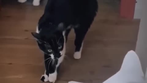 Funny Video Mix - Top Viral Moments