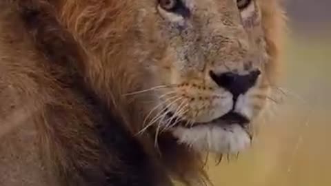 The Lion King || Animal world