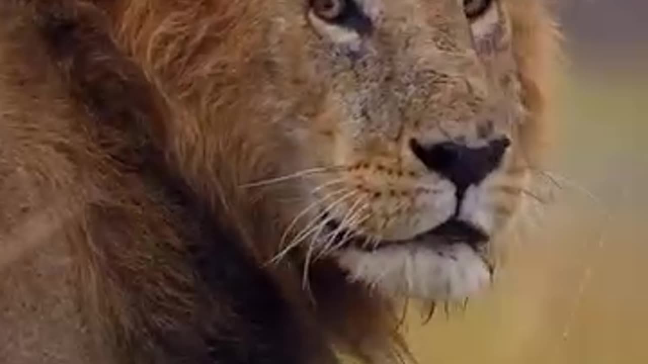 The Lion King || Animal world