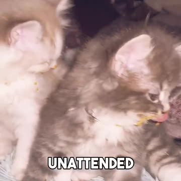 Kitty Tales, No Dinner Is Safe