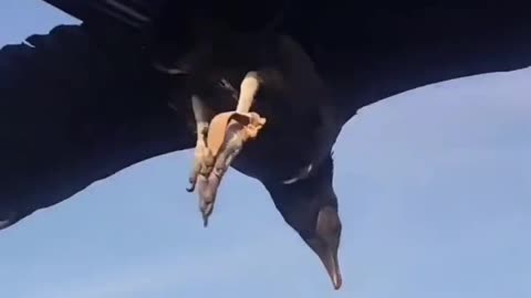 Vulture landed on man paramoter at very high altitude