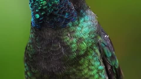 Colorful hummingbirds enhance the beauty of nature